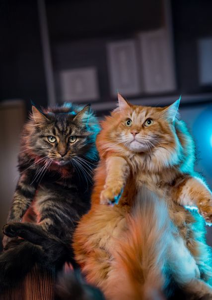 Bild von Paul & Louis